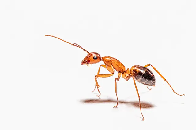 DIY Ant Control: Simple and Effective Solutions for Your Home