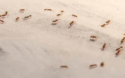 Preventing Ants from Entering Your Home: Tips and Tricks for Effective Prevention