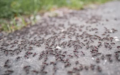 Signs You Need To Call An Ant Exterminator Now