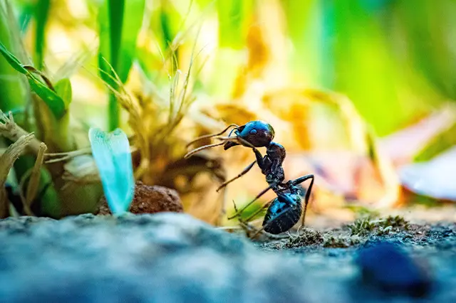 The Ultimate Guide to Ant-Proofing Your Home