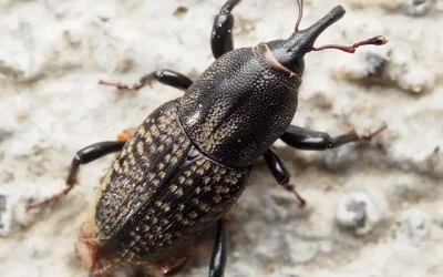 Are billbugs poisonous?