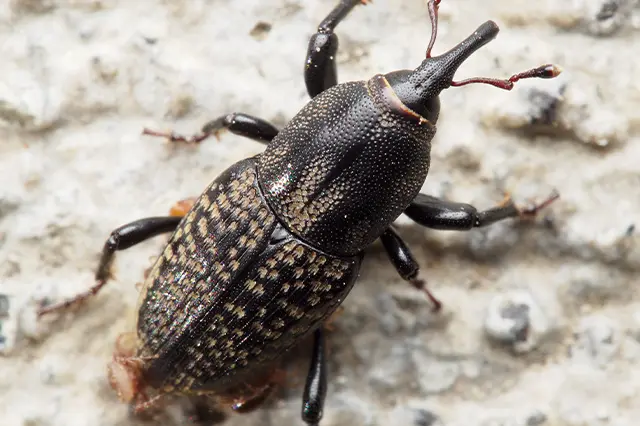 Are billbugs poisonous?