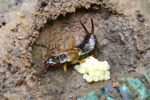 Are earwigs hard to get rid of?