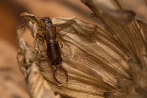 How do you get rid of earwigs?