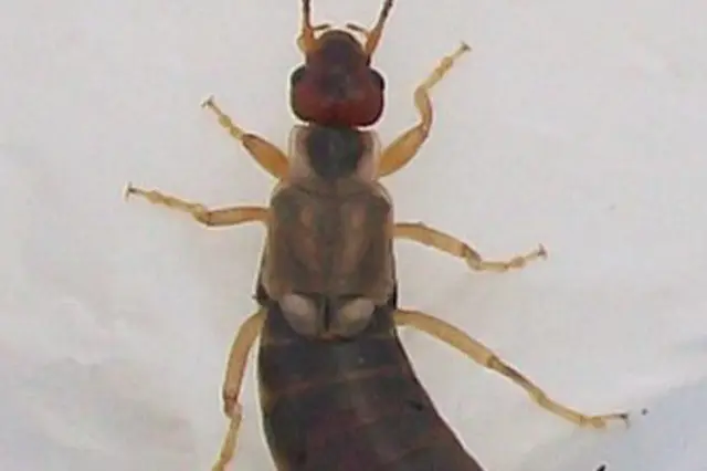 How do you get rid of earwigs in your house?