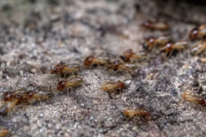 How long do termites live after treatment?