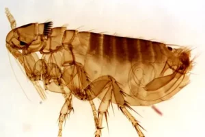 How long does it take for an exterminator to get rid of fleas?