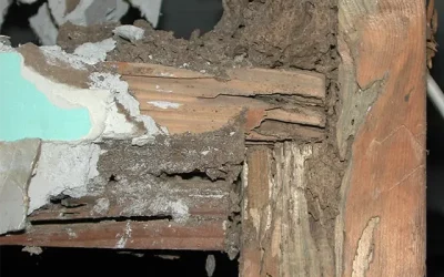 How much does termite treatment cost