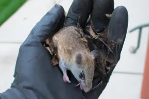 How to Safely Remove Dead Rodents from Your Home and Property