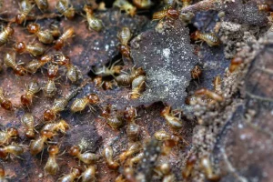Is there a permanent way to get rid of termites?