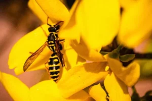 Professional Wasp Control: When to Call an Exterminator