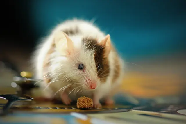 Rodents in Attics and Crawl Spaces: How to Identify and Control Them
