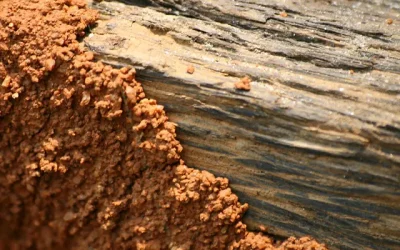 Termite Control: How To Do It Right