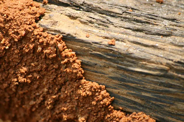Termite Control: How To Do It Right