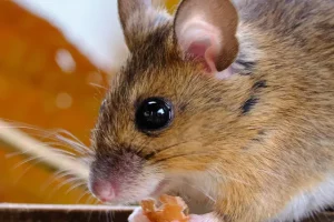 The Different Types of Rodents Commonly Found in Homes and How to Identify Them