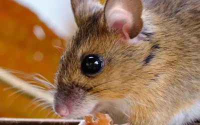 The Different Types of Rodents Commonly Found in Homes and How to Identify Them