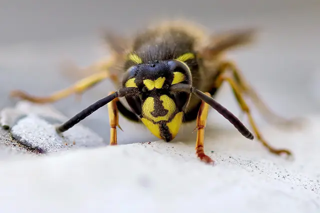The Different Types of Wasps and Their Nesting Habits