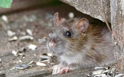 The Most Effective Chemical and Non-Chemical Rodent Control Methods