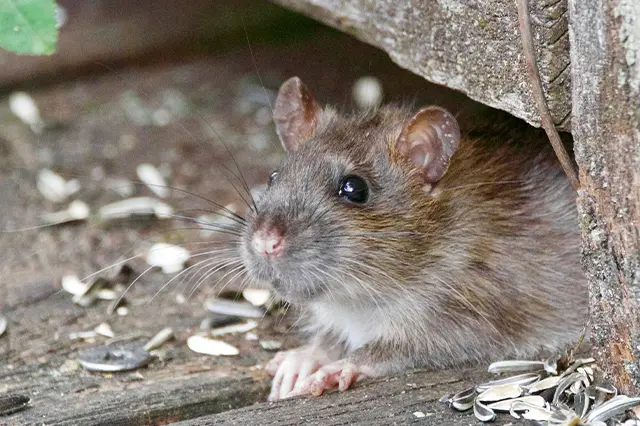 The Most Effective Chemical and Non-Chemical Rodent Control Methods
