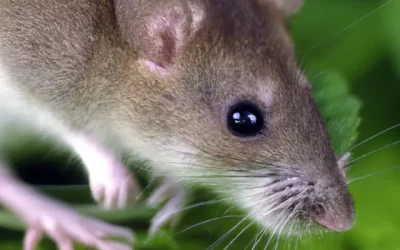 The Myths and Misconceptions of Rodent Control: Separating Fact from Fiction