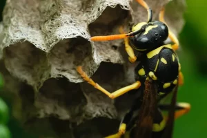 The Pros and Cons of Different Wasp Control Methods
