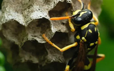 The Pros and Cons of Different Wasp Control Methods