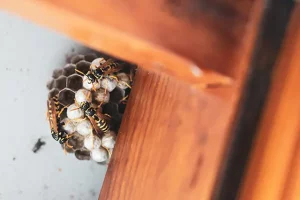 The Risks and Benefits of Relocating Wasp Nests