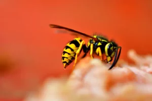 Wasp Prevention - Tips for Keeping Wasps Away from Your Home and Yard