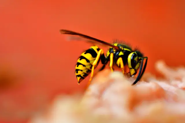 Wasp Prevention: Tips for Keeping Wasps Away from Your Home and Yard