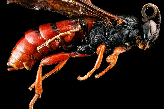 Wasp Stings: Understanding the Symptoms, Treatments, and Prevention Measures