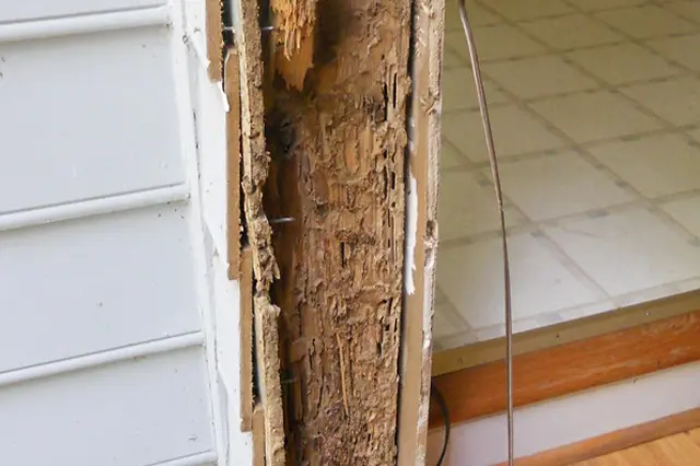 What are the signs of termites in your home?