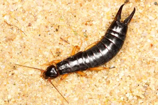 What attracts earwigs in your house?