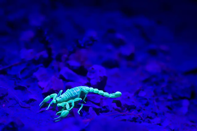 Can scorpions climb into beds?