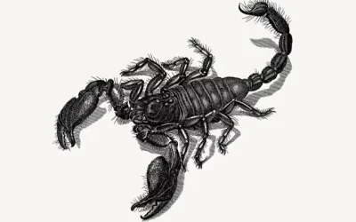 How do you permanently get rid of scorpions?