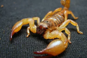 What attracts scorpions in your house?