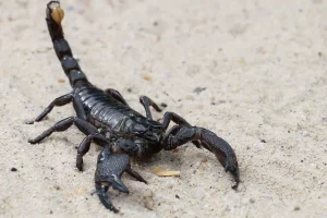 What can I put around my house to keep scorpions away?