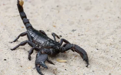 What can I put around my house to keep scorpions away?
