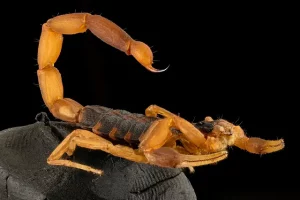 What time of year are scorpions most active?