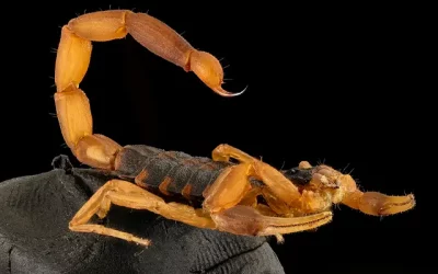 What time of year are scorpions most active?